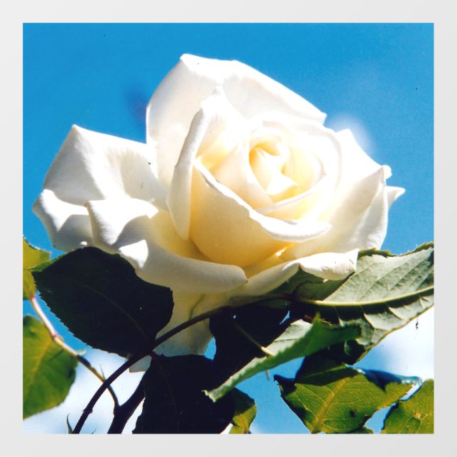 Autocollant Pour Fenêtre Beauté de Rose blanche (Feuille)