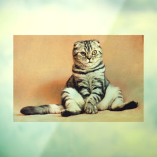 Autocollant Pour Fenêtre Chat écossais plissé tabby Adhésif pour fenêtre