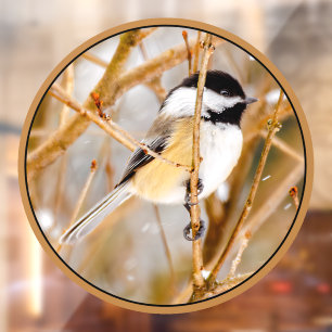 Autocollant Pour Fenêtre Chickadee au plafond noir - Photo originale