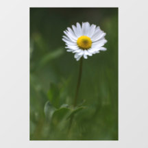 Autocollant pour fenêtre - La Marguerite Solitaire