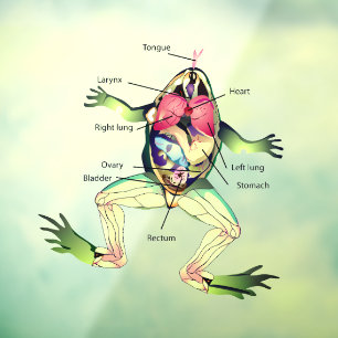 Autocollant Pour Fenêtre L'anatomie de la grenouille