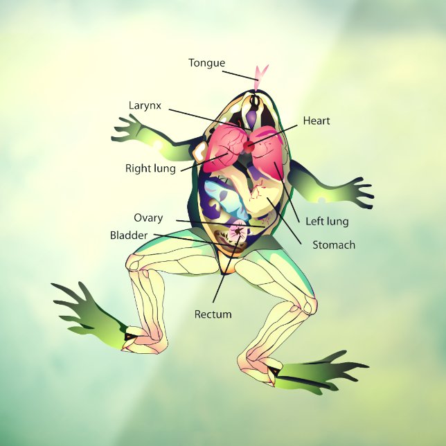 Autocollant Pour Fenêtre L'anatomie de la grenouille (Feuille 3)