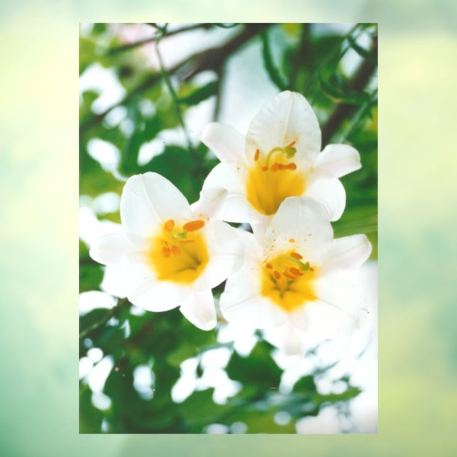 Autocollant Pour Fenêtre Lys blancs - Lilium Flower candidum (Feuille 3)