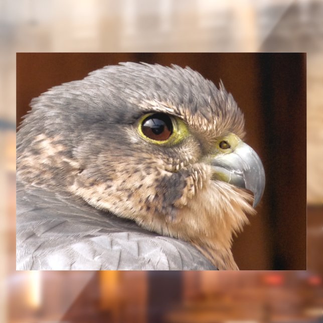 AUTOCOLLANT POUR FENÊTRE MERLIN FALCON OISEAU DE PREY (Feuille 2)