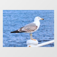 Mouette Constanta Roumanie – Photographie de la me