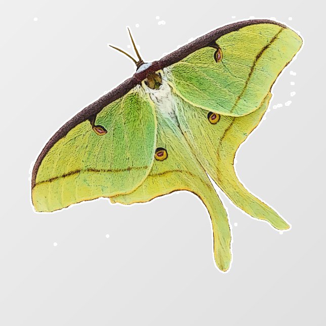 Autocollant Pour Fenêtre Oeuvre de Luna Moth en couleur vive (Feuille)