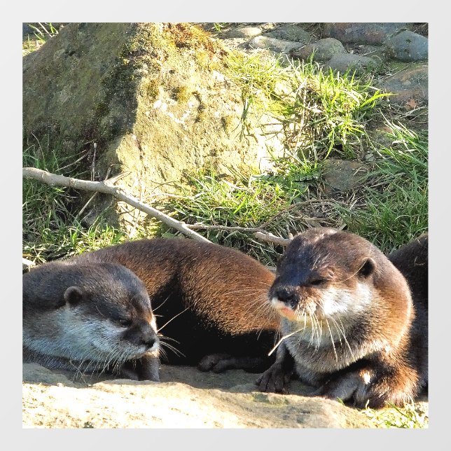 AUTOCOLLANT POUR FENÊTRE OTTERS (Feuille)