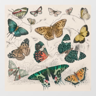 Autocollant Pour Fenêtre Papillons Collection Antique Papillons