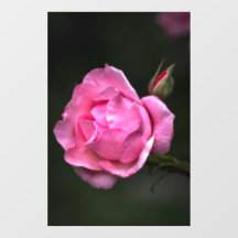 Autocollant pour fenêtre - Photographie de nature