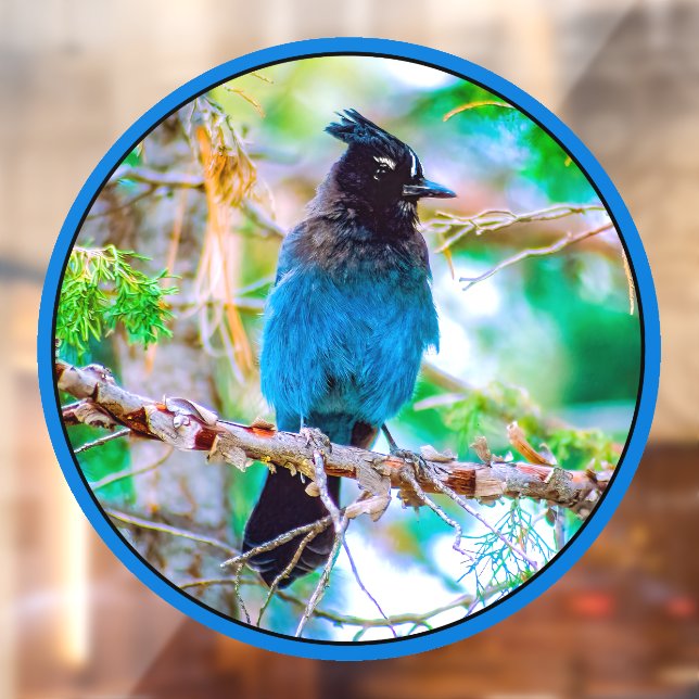 Autocollant Pour Fenêtre Steller's Jay - Photographie originale (Feuille 2)