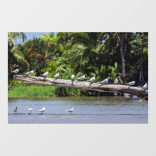 Autocollant Pour Fenêtre sternes royales, estuaire du fleuve Tortuguero - C