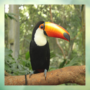 Autocollant Pour Fenêtre Toucan sur branche d'arbre