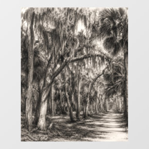 Autocollant Pour Fenêtre Vieux chêne de Floride Hammock Graphite Croquis   