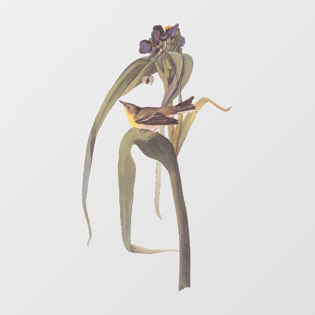 Autocollant Pour Fenêtre Vireo Songbird d'Audubon (Feuille)