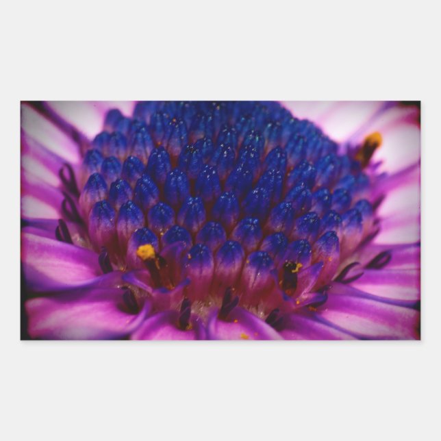 Autocollant rectangle en fleur de marguerite afric (Devant)