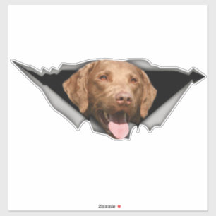 Autocollant retriever de la baie de Chesapeake, Au