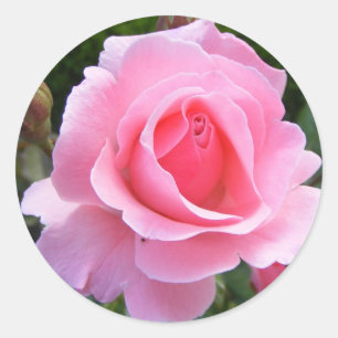 Autocollant rond avec belle rose rose