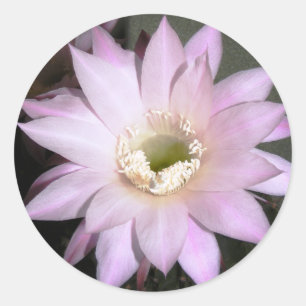 Autocollant rond avec fleur de cactus