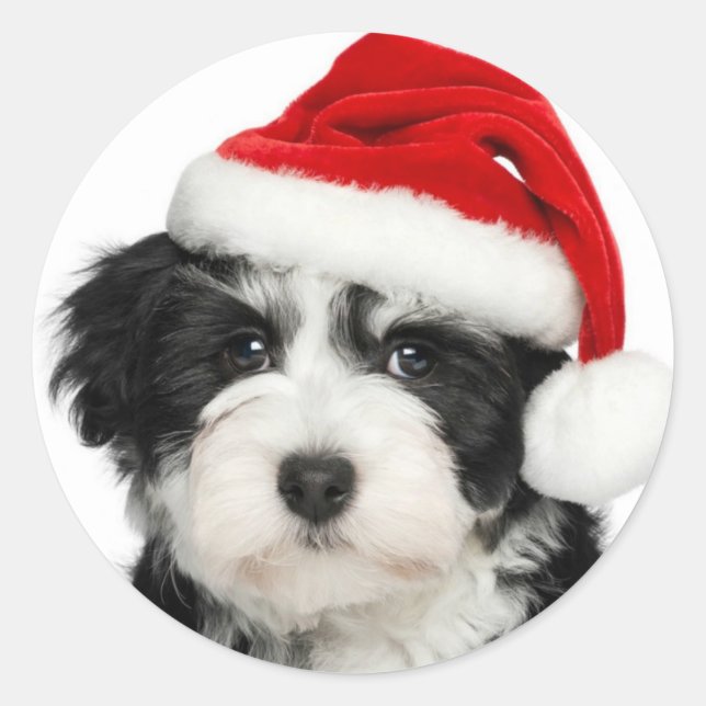 Autocollant rond Chien de Noël (Devant)
