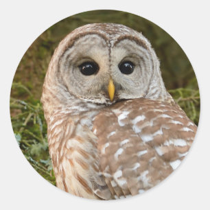 Autocollant rond de hibou barré