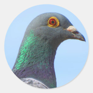 Autocollant rond de pigeon voyageur