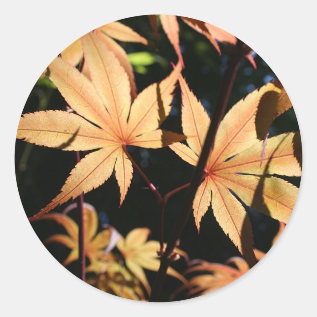 Autocollant rond japonais Maples 4 automne (Devant)