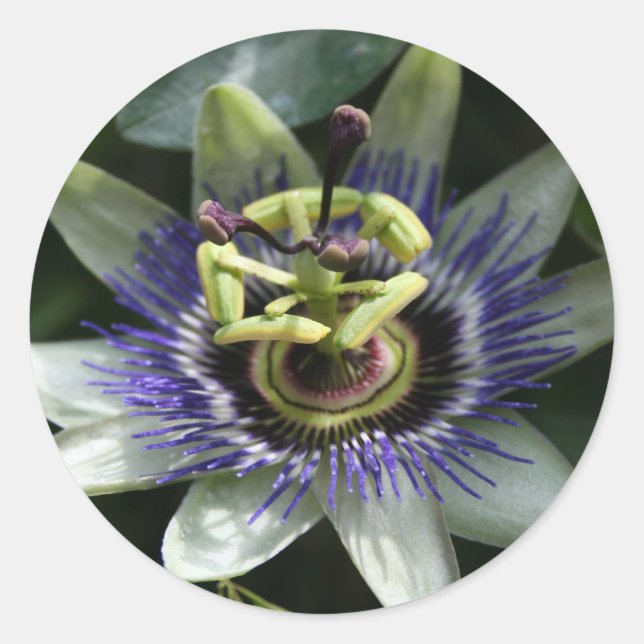 Autocollant rond Passiflora Fleur de la Passion (Devant)