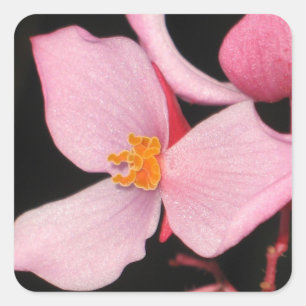 Autocollant rose Begonia