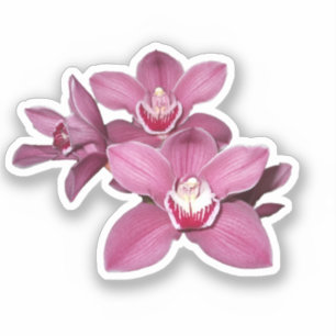 Autocollant rose Fleurs d'orchidées Cymbidium