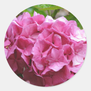 Autocollant rose Hydrangea