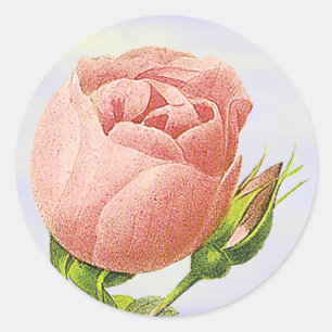Autocollant rose rose botanique