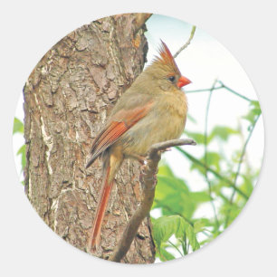 Autocollant rouge cardinal du nord d'oiseau