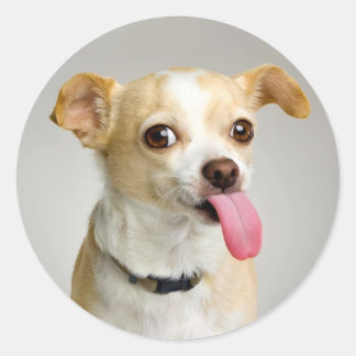 Autocollant Rude Chihuahua