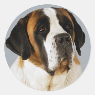 Autocollant Saint Bernard Chien Chien Chien Chien 