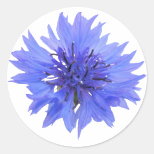 autocollant - simple fleur de maïs bleu