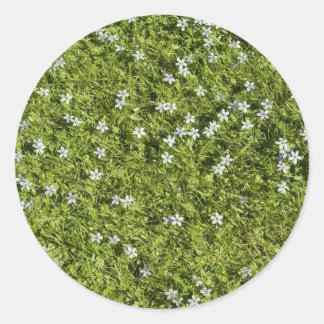 Autocollant Speedwell