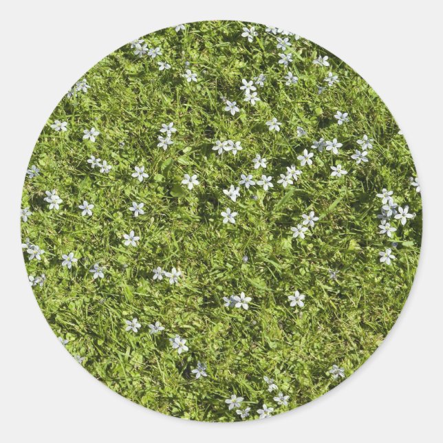 Autocollant Speedwell (Devant)