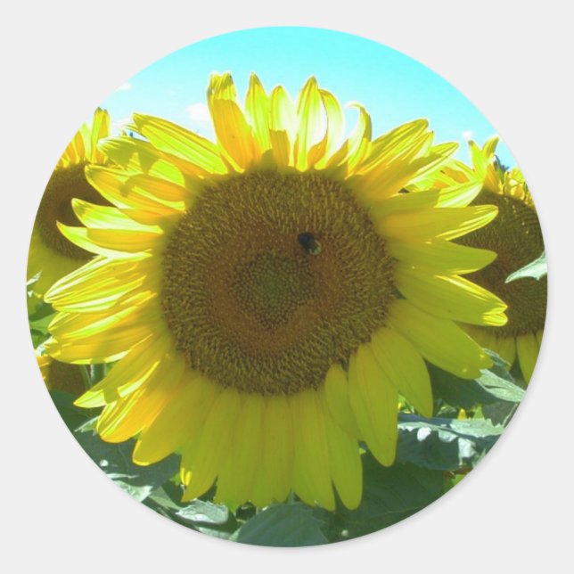 Autocollant tournesol (Devant)