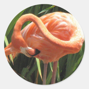 Autocollant tropical de Flamant rose