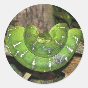 Autocollant vert de serpent de boa d'arbre