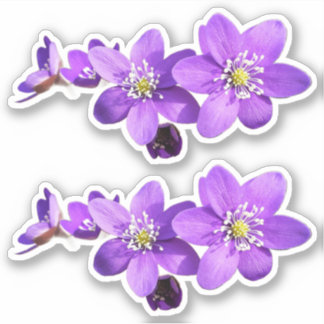 Autocollant vinyle de fleurs d'anémone hépatique v