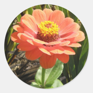Autocollants à fleurs Orange Zinnia