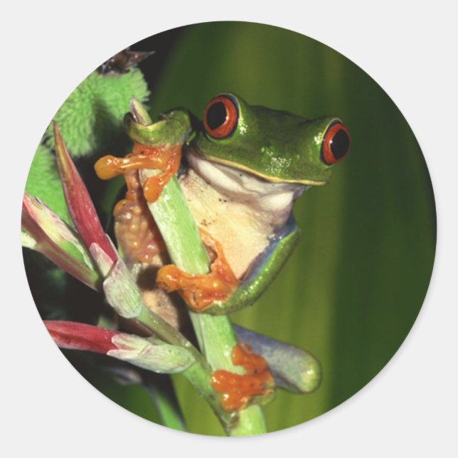 Autocollants à la grenouille arboricole (Devant)