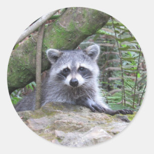 Autocollants adorables Baby Raccoon