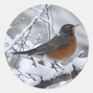Autocollants américains Robin Bird