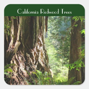 autocollants Arbres Redwood de Californie