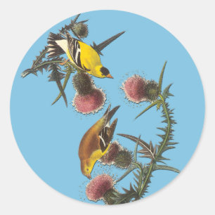 Autocollants Audubon American Goldfinch Bird Art