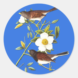 Autocollants Audubon Dark Eyed Junco