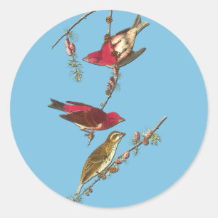 Autocollants Audubon Purple Finch Oiseau Art