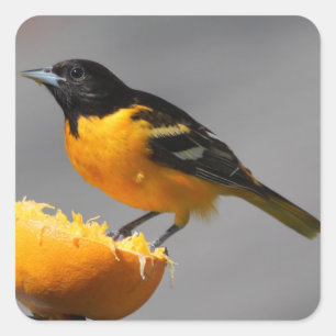 Autocollants Baltimore Oriole